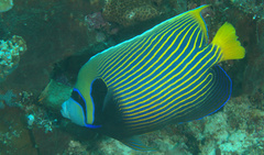 Pomacanthus imperator