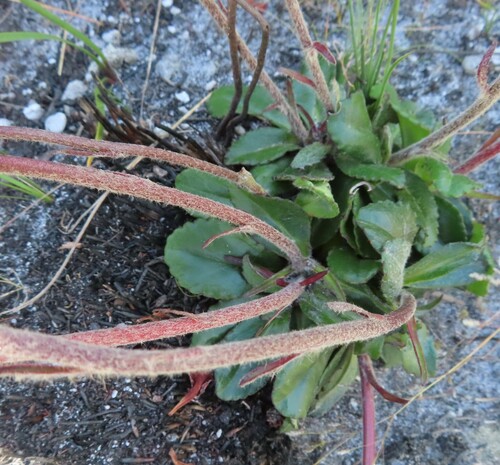 Image of Mairia robusta by (c) linkie, some rights reserved (CC BY)