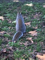 Sciurus carolinensis