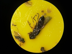 Platycheirus albimanus