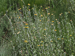 Helichrysum umbraculigerum
