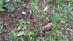 Pituophis deppei deppei