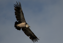 Gyps fulvus fulvus