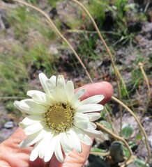 Gerbera tomentosa