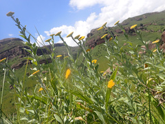Helichrysum umbraculigerum