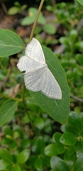 Scopula junctaria