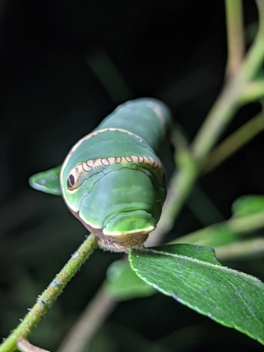 Common Mormon