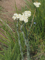Helichrysum appendiculatum