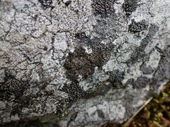 Phaeophyscia