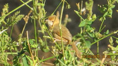 Cisticola erythrops
