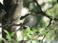 Knipolegus striaticeps