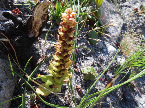 Image of Satyrium bicallosum by (c) linkie, some rights reserved (CC BY)