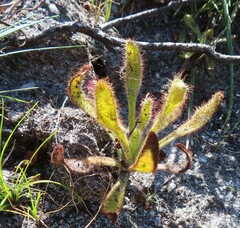 Drosera hilaris