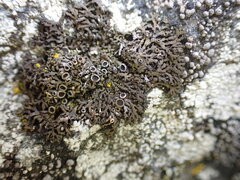Phaeophyscia