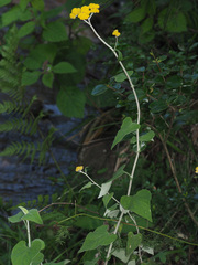Helichrysum hypoleucum
