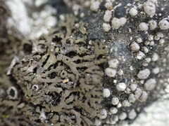 Phaeophyscia