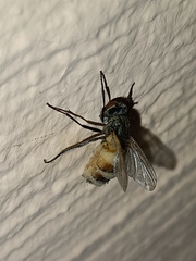 Entomophthora