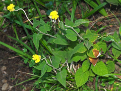 Helichrysum hypoleucum