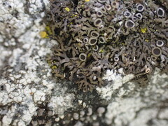 Phaeophyscia