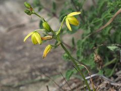 Albuca shawii