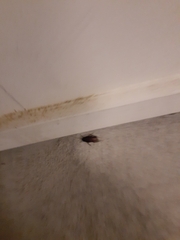 Periplaneta fuliginosa