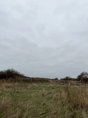 Falconiformes