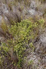 Stilbaceae