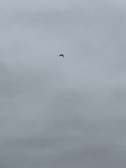 Falconiformes