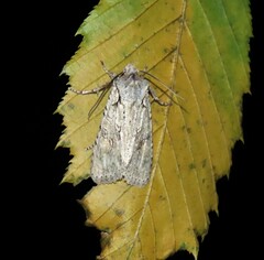 Lithophane ornitopus