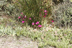 Lampranthus tenuifolius