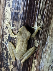 Polypedates occidentalis