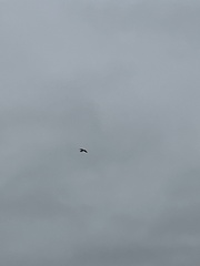 Falconiformes
