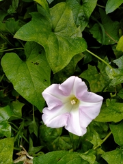 Calystegia sepium roseata x Silvatica disjuncta