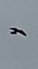 Falconiformes