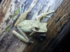 Polypedates occidentalis