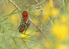 Phidippus regius