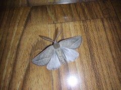 Compsoptera opacaria