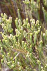 Stilbaceae
