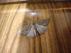 Compsoptera opacaria