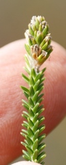 Stilbaceae