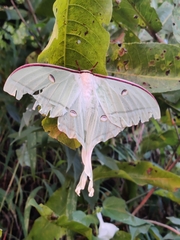 Actias selene