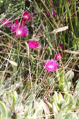 Lampranthus tenuifolius
