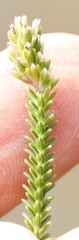 Stilbaceae