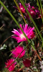 Lampranthus tenuifolius