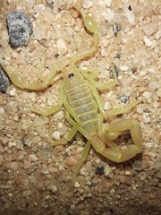 Parabuthus glabrimanus