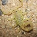 Smooth-claw Thicktail Scorpion - Photo (c) Nogga_Eugene, some rights reserved (CC BY-NC), uploaded by Nogga_Eugene