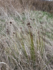 Juncus effusus