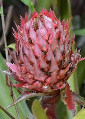 Ananas macrodontes