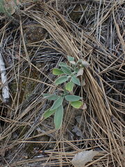 Phacelia