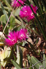 Lampranthus tenuifolius